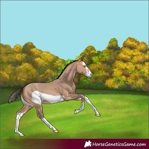 Horse Color:Amber Champagne Splash Frame 