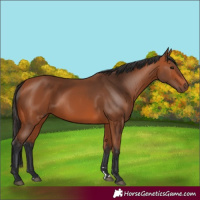 Horse Color:Bay 