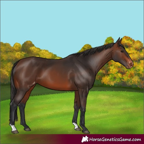 Horse Color:Brown Appaloosa