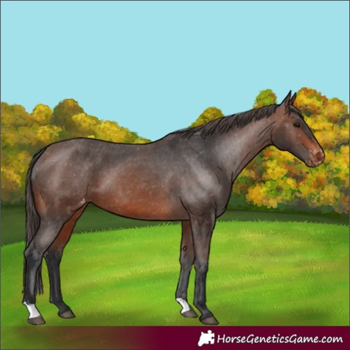 Horse Color:Brown Appaloosa