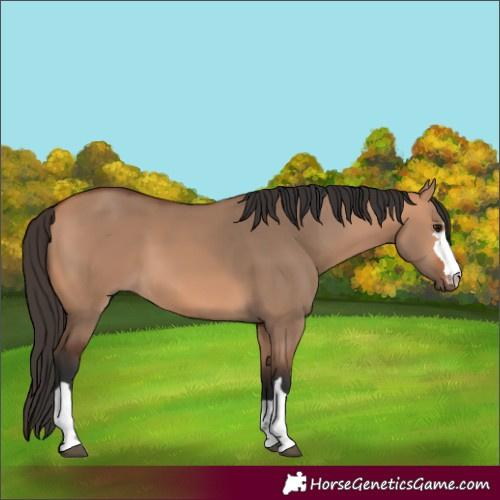 Horse Color:Bay Dun 