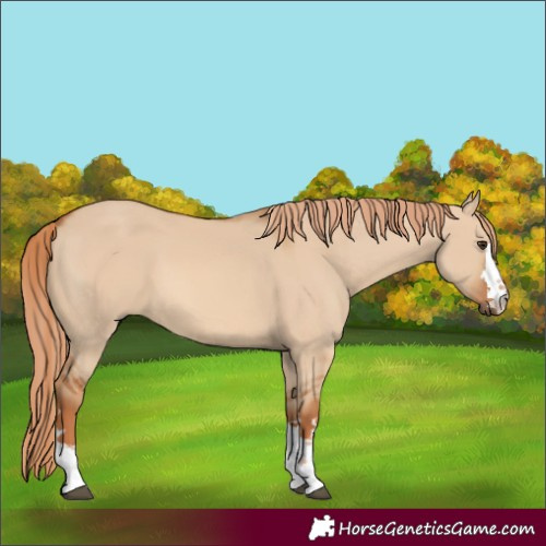 Horse Color:Red Dun 