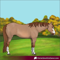 Horse Color:Red Dun