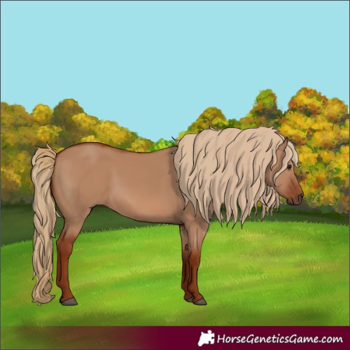 Horse Color:Red Dun