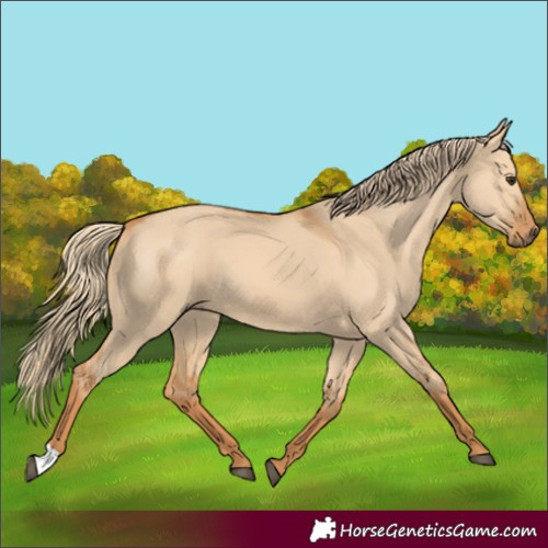 Horse Color:Red Dun 
