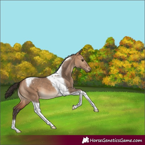 Horse Color:Bay Dun Tobiano Appaloosa 