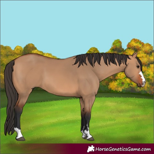 Horse Color:Bay Dun 