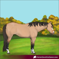 Horse Color:Bay Dun 