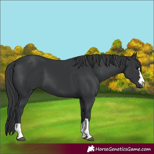 Horse Color:Black 