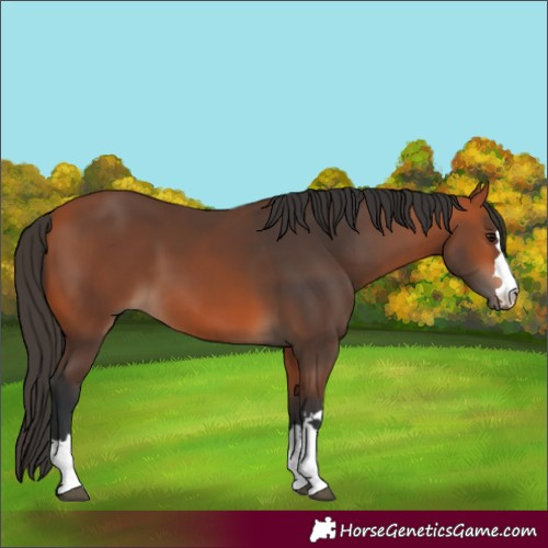 Horse Color:Bay 