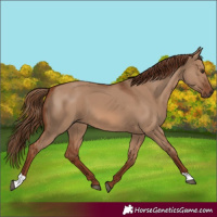 Horse Color:Red Dun