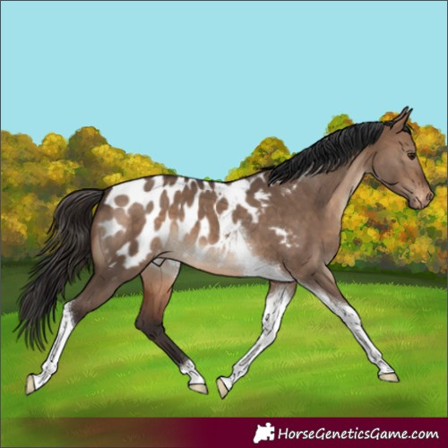 Horse Color:Brown Dun Tobiano Appaloosa