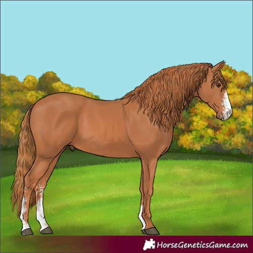 Horse Color:Chestnut Sabino