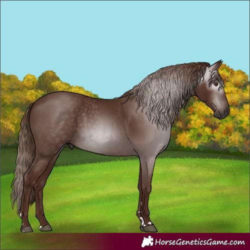 Horse Color:Gray Chestnut 