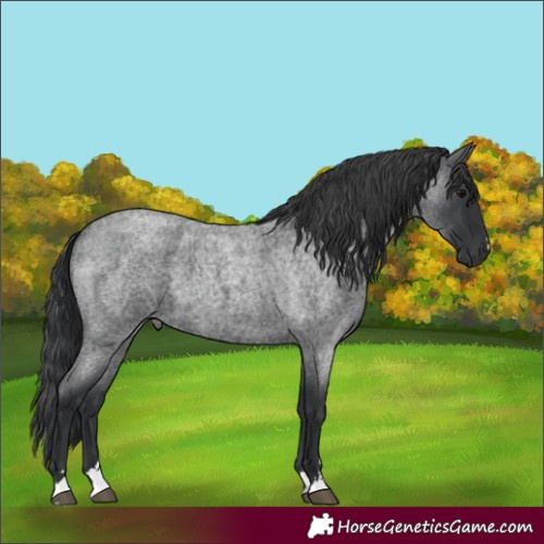 Horse Color:Blue Roan