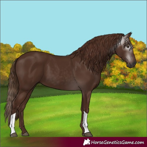 Horse Color:Gray Chestnut