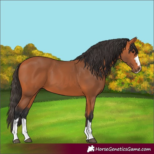 Horse Color:Bay 