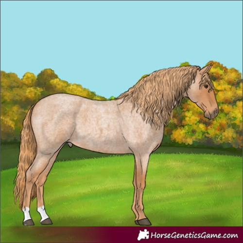 Horse Color:Red Roan 