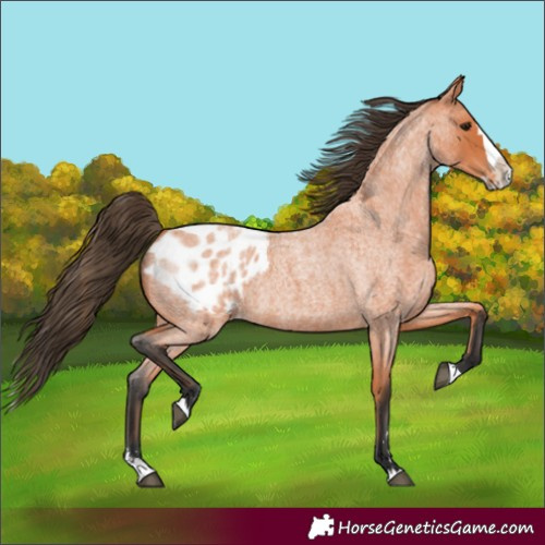 Horse Color:Bay Roan Splash Appaloosa 