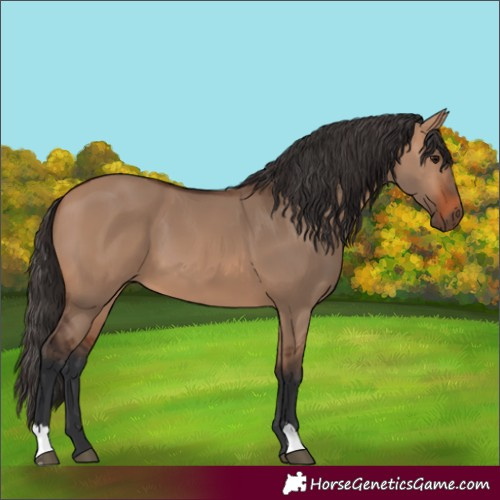 Horse Color:Bay Dun 