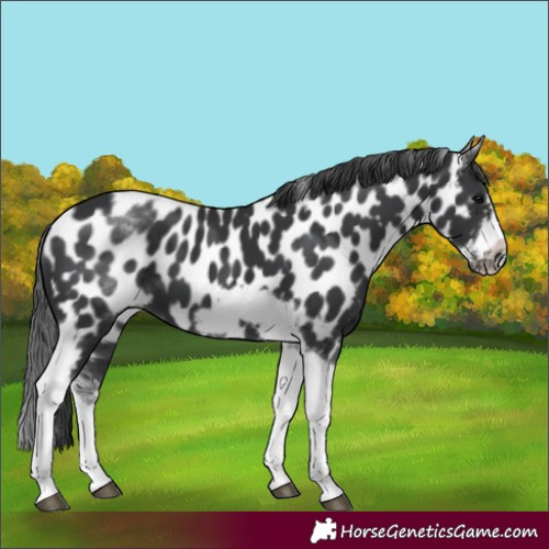Horse Color:White Spotted Black Splash Tobiano Frame Appaloosa 