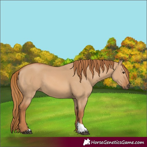 Horse Color:Unknown 