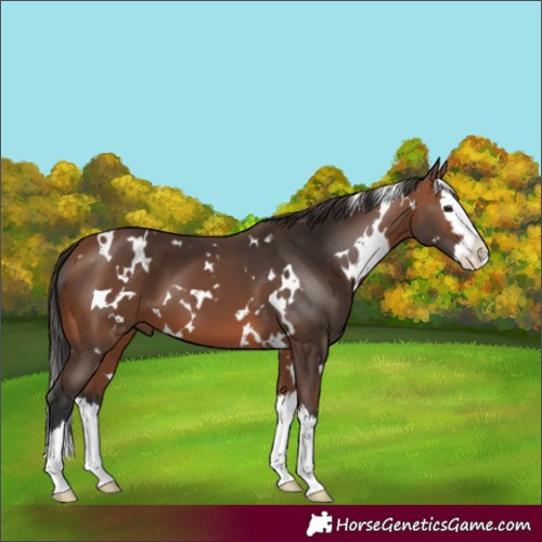 Horse Color:White Spotted Bay Splash