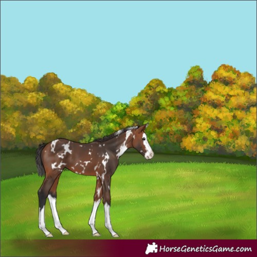Horse Color:White Spotted Bay Splash 