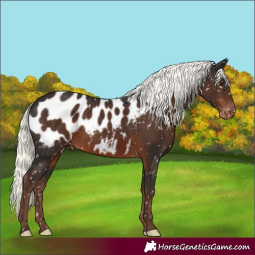 Horse Color:Liver Chestnut Mushroom Appaloosa Rabicano 