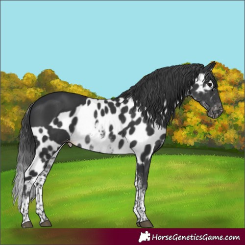 Horse Color:White Spotted Black Skewed Appaloosa Rabicano