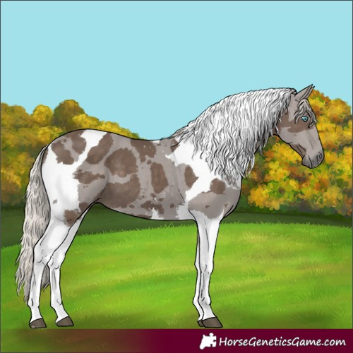 Horse Color:Silver Black Merle 