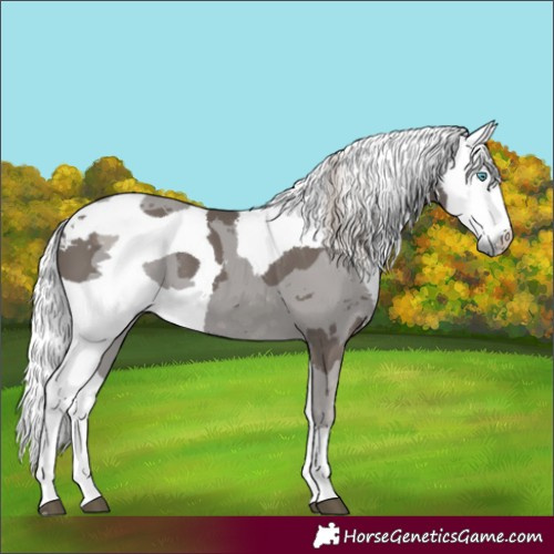 Horse Color:Silver Black Merle 