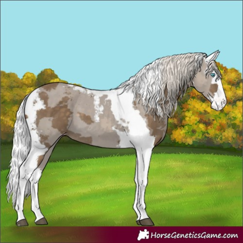 Horse Color:Silver Smoky Black Merle Appaloosa