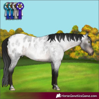 Horse Color:Gray Brown Roan Mushroom Sabino Near Leopard