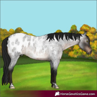 Horse Color:Gray Brown Roan Mushroom Sabino Appaloosa