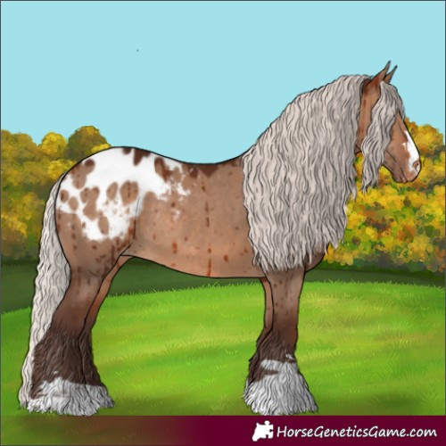 Horse Color:Silver Brown Dun Appaloosa Rabicano Brindle 