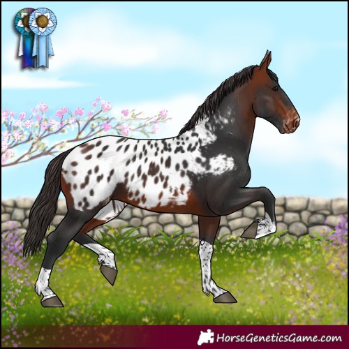 Horse Color:Bay Tobiano Appaloosa