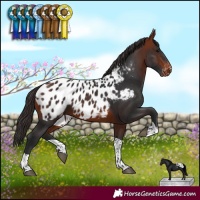 Horse Color:Bay Tobiano Near Leopard 