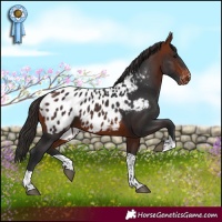 Horse Color:Bay Tobiano Appaloosa 