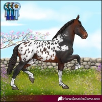 Horse Color:Bay Tobiano Near Leopard 