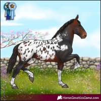 Horse Color:Bay Tobiano Appaloosa 