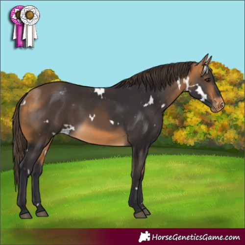 Horse Color:White Spotted Buckskin Appaloosa 