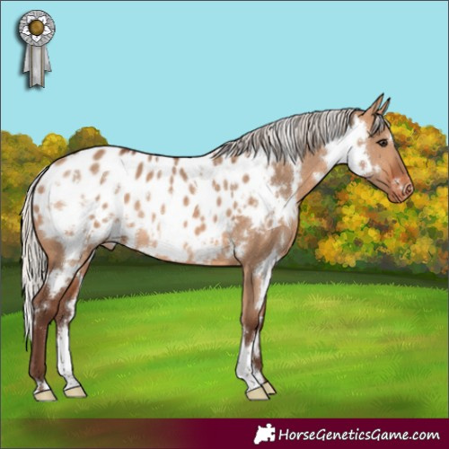 Horse Color:White Spotted Silver Bay Dun Appaloosa Rabicano