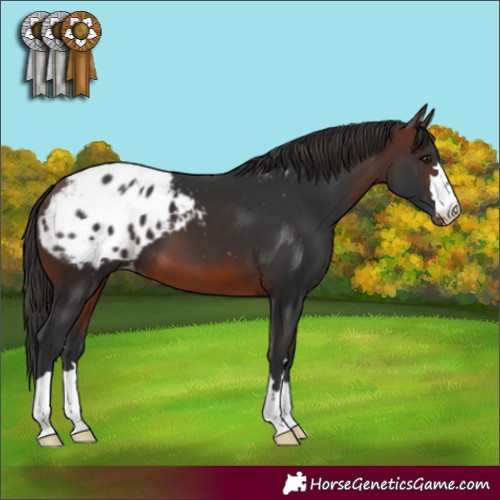Horse Color:Brown Appaloosa 