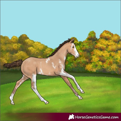 Horse Color:Amber Champagne Sabino Appaloosa 