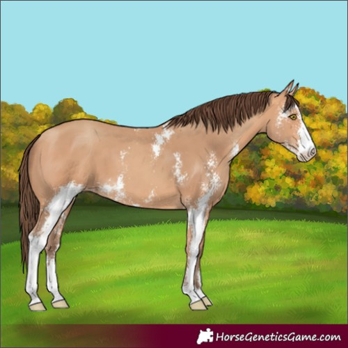 Horse Color:Amber Champagne Sabino Varnish