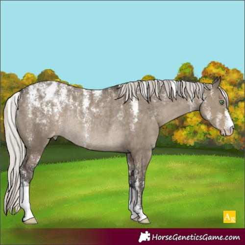 Horse Color:Powder White Silver Smoky Grullo Appaloosa Rabicano