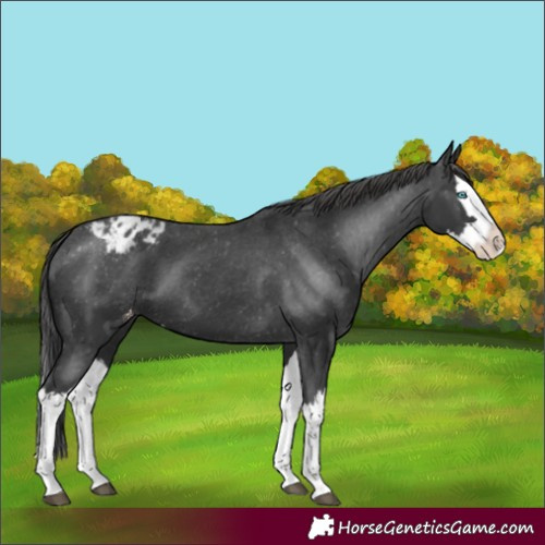 Horse Color:Unknown 