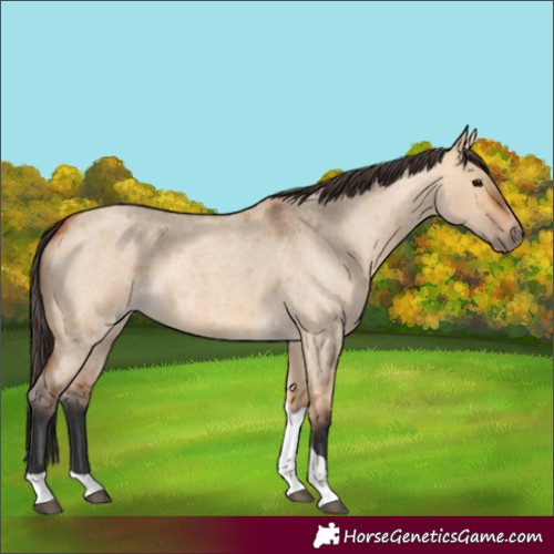Horse Color:Unknown 