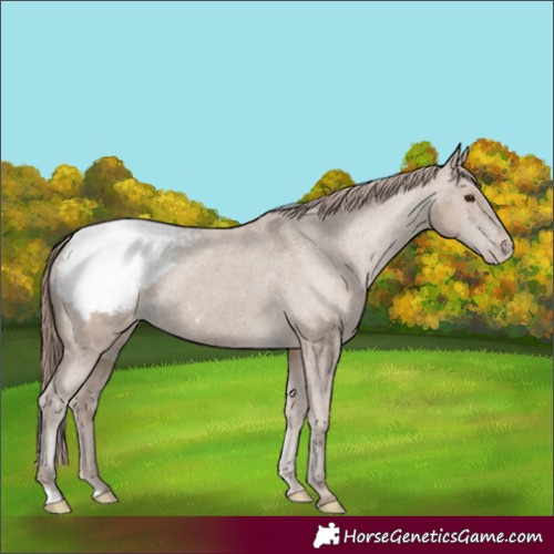 Horse Color:Unknown 